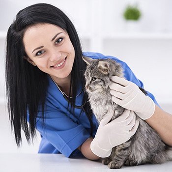 home_veterinary_team_2
